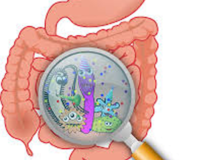 Improve your microbiome